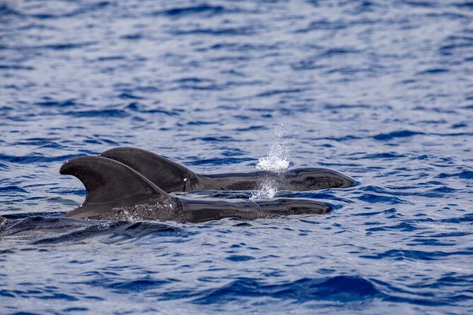 Whale & Dolphin Watching in Madeira - Cais do Sardinha: the cool-off swim that makes the tour feel complete