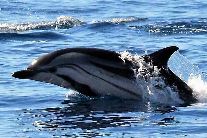 Whale & Dolphin Watching in Madeira - Guides and the small-group difference on a boat