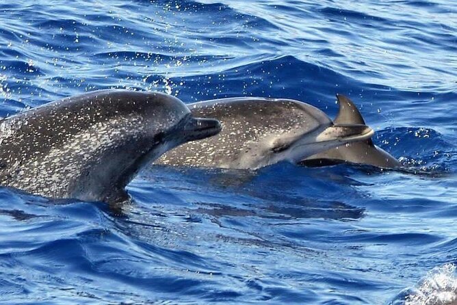 Whale & Dolphin Watching in Madeira - What to bring so the ocean ride stays fun