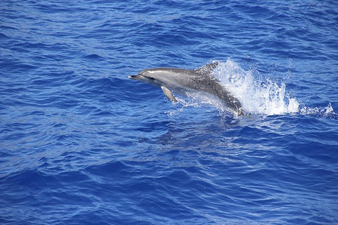Wines Tasting Experience and Skywalk with Dolphin Watching - Miradouro de São Sebastião: Your First Madeira Wow Moment